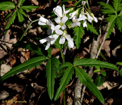 {Cardamine concatenata}